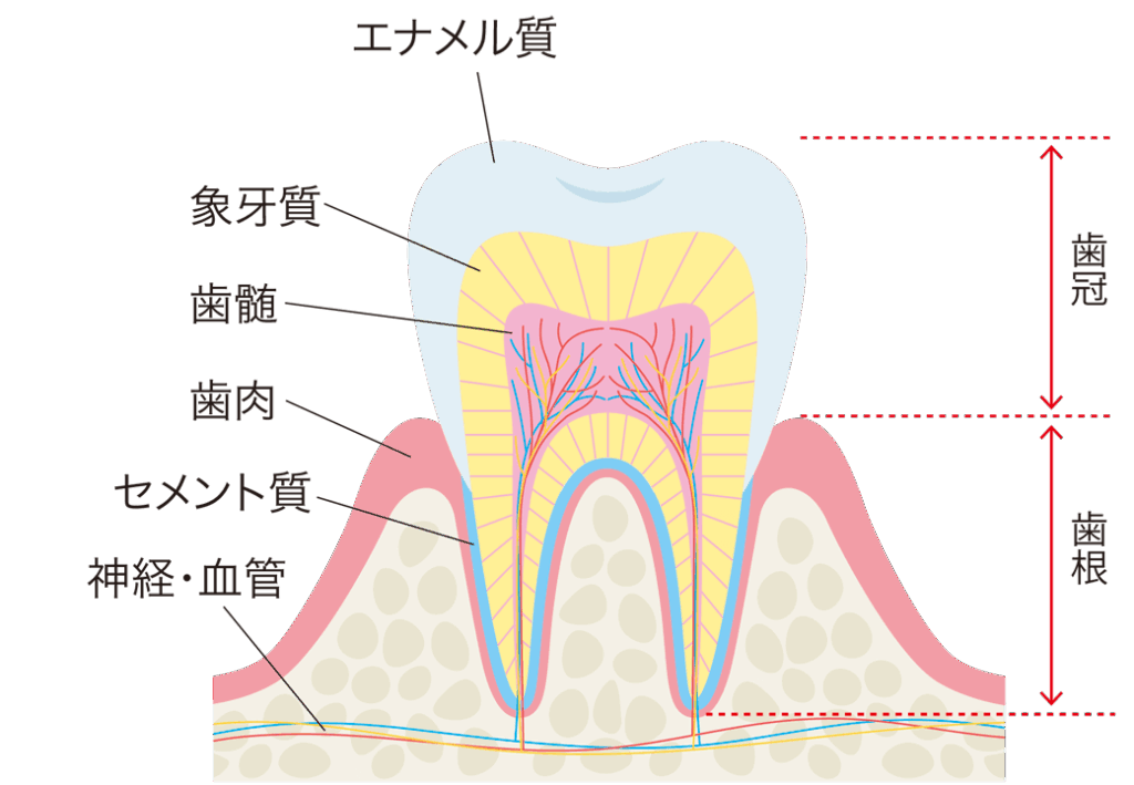 歯の断面図